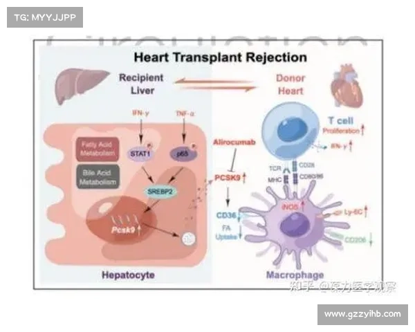 如何深入分析足总杯历史淘汰赛数据并揭示潜在趋势与规律